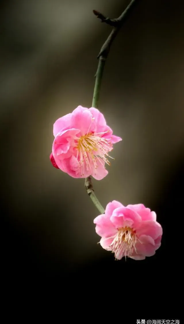 北京鹫峰梅园花开迎春来