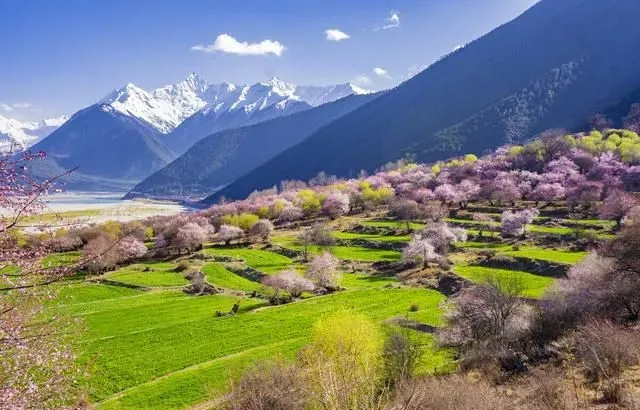 三月份旅游赏花的好地方