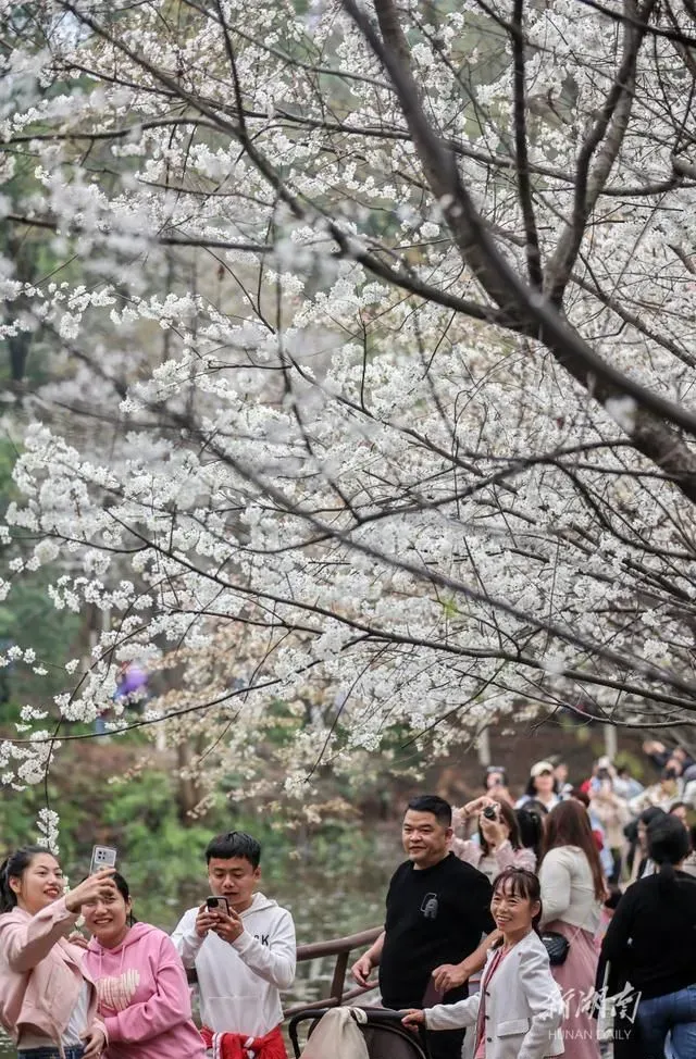 出门俱是看花人