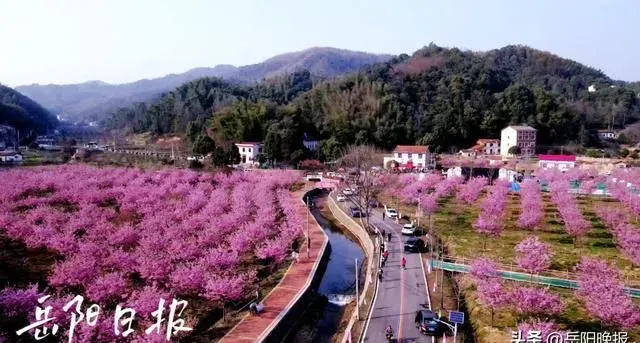 岳阳这里的樱花都开好了！不止是浪漫···