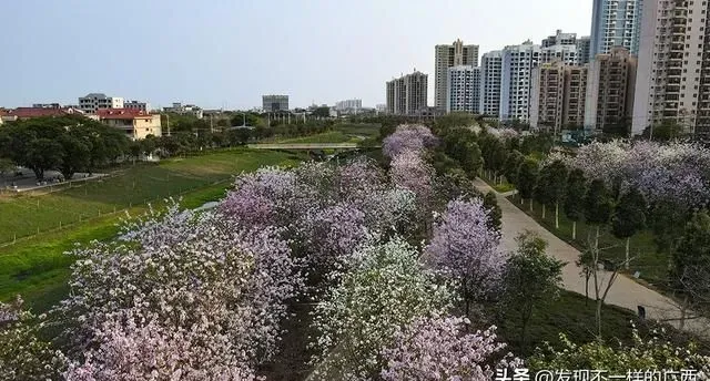 一东一西，北海这两个公园，洋紫荆花开