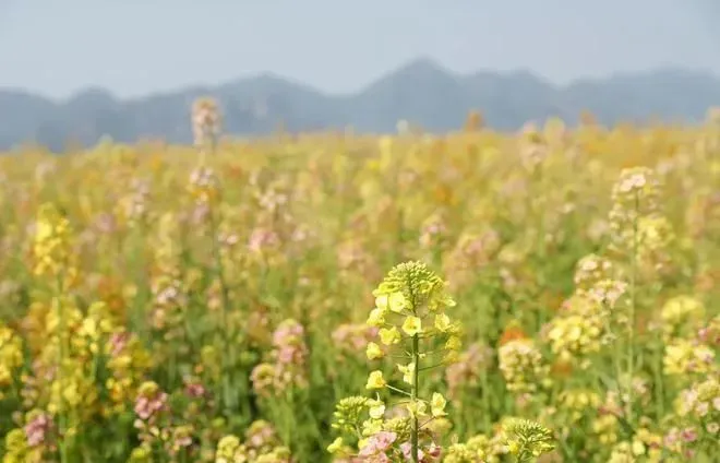 免费参观！温州这里的七彩油菜花开啦！刷屏朋友圈…