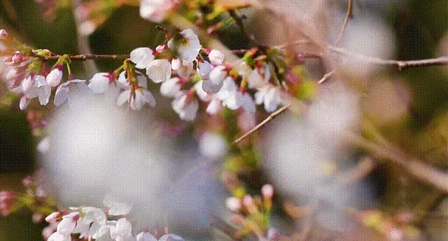 中国最美“花城”，它排第二，没谁敢排第一