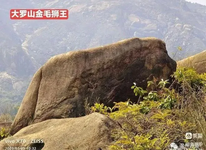 大罗山最新奇石--金毛狮王，你可曾见