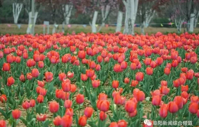 免费进！阜阳这里3000多平郁金香花海，开了！