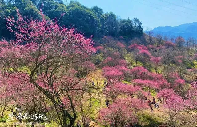 宁波新建村，村头藏着一个“世外桃源”，山谷梅林成为网红打卡地