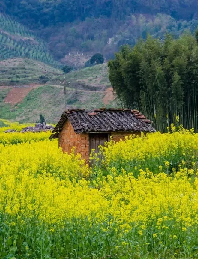 宁波赏花攻略，跟着春天的步伐，即将开