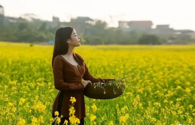 媲美婺源！江苏兴化油菜花盛开，是“全球四大花海之一”