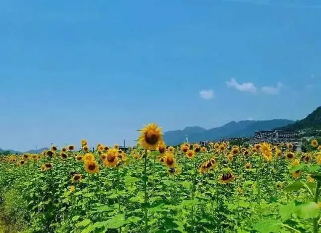 2月来东莞邂逅百亩向日葵花海，打卡媲美丽江古城的西溪古村！