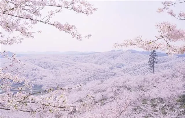 2023春游贵州｜赏花品茶的妙趣