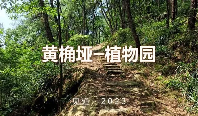 南山野趣篇｜从黄桷垭到植物园，走黑妹小道上南山的步道