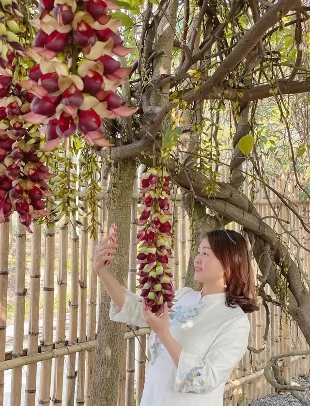 广东花都星马园艺禾雀花陆续开放