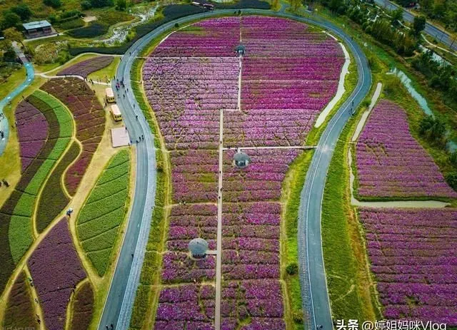 3月杭州值得一去的地方——径山花海