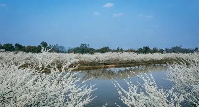 争相打卡火出圈！乐山这两处赏花地周末去刚刚好