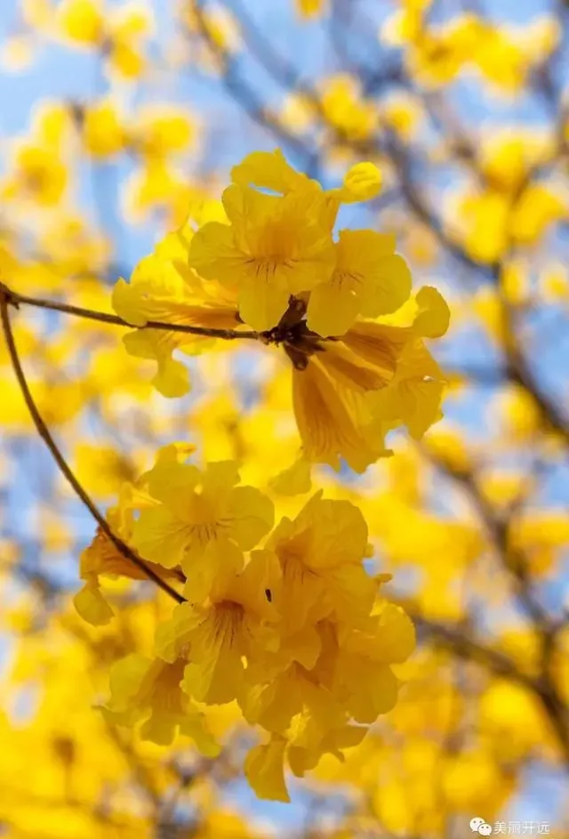 人醉黄花地，开远的这片花海又要“出圈”