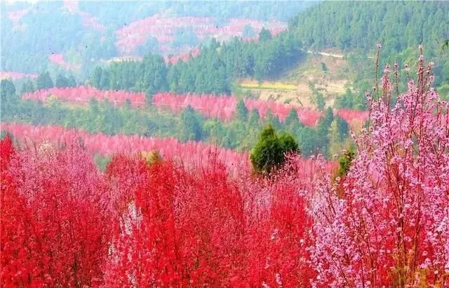 中江踏青赏花好去处？错过等一年！