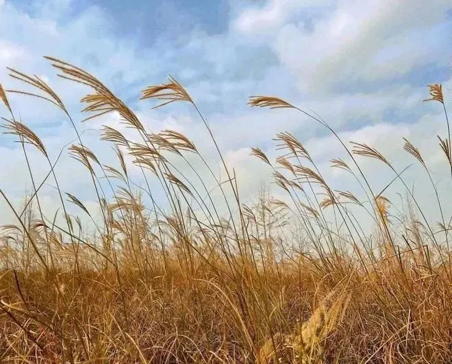 四川德阳：入眼成画！“旌”冬美景正当时