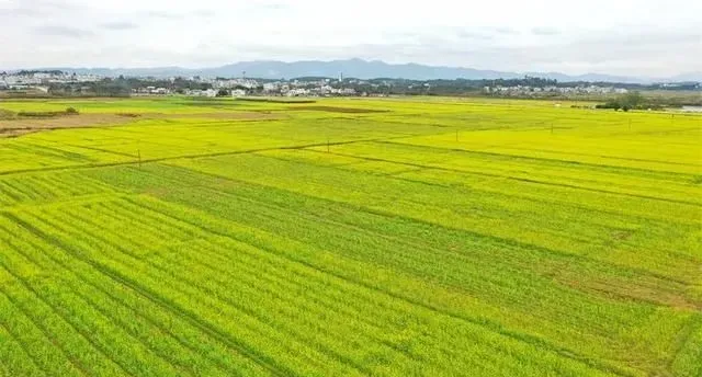 去油菜花开的地方 与春天来一场浪