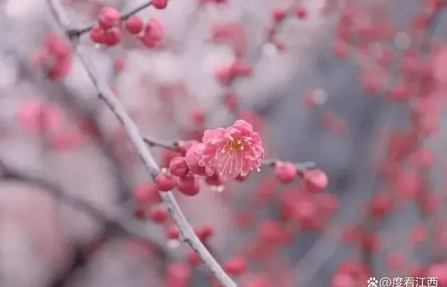 九江这些深得春色青睐的花花世界，每