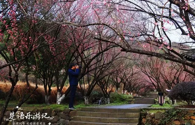 宁波十五岙村，低调但有文化底蕴，黄宗羲曾在此讲学，梅林成美景