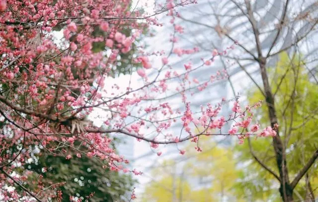 今天怎么安排？走！去中和看花