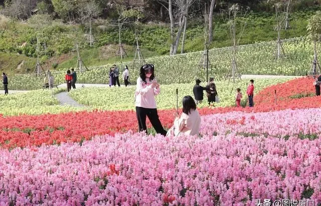 厦门山海健康步道林海线梅海花台6000m²梦幻花田惊艳上新