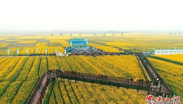 万亩油菜花海“上线” 常德十美堂油菜花节暨鼎城区乡村文化旅游节开幕