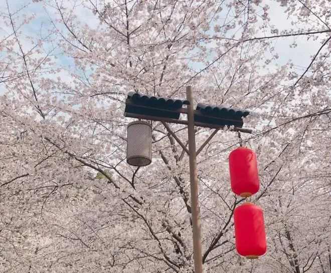 不去武汉大学，也能赏到武汉的春景，就