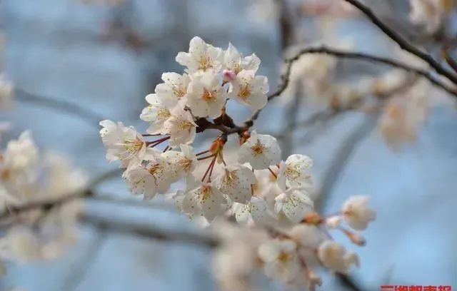 可以看樱花了！长沙望月公园早樱盛开