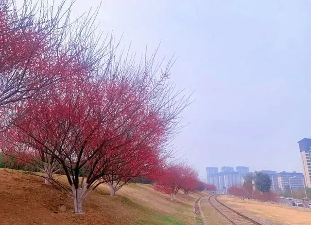 不输梅园！阜阳这个网红风景带要火！