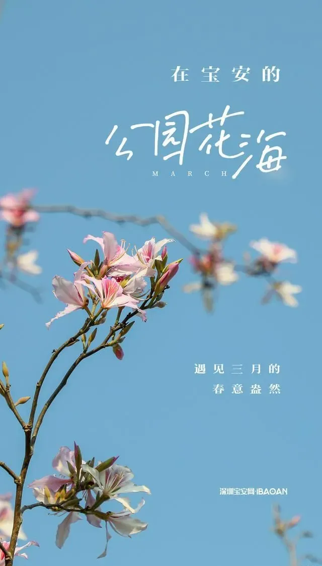 在宝安的公园花海，遇见三月的春意盎然