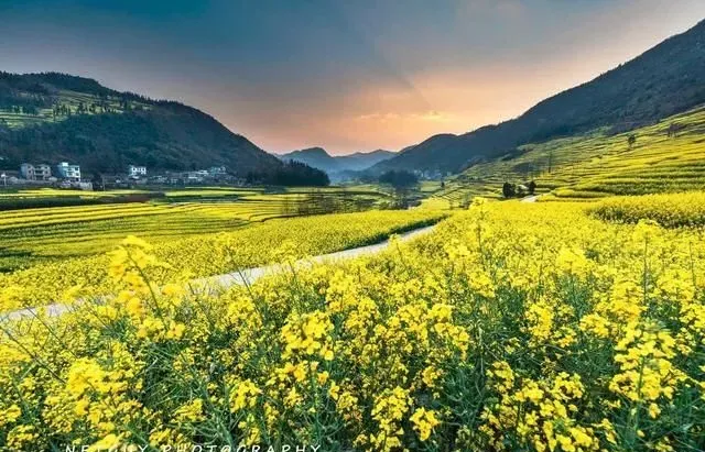 去罗平，赴一场油菜花之旅