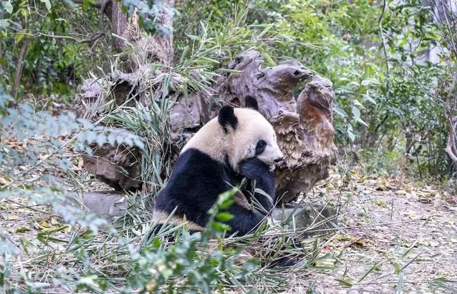 到成都大熊猫繁育研究基地，和熊猫滚