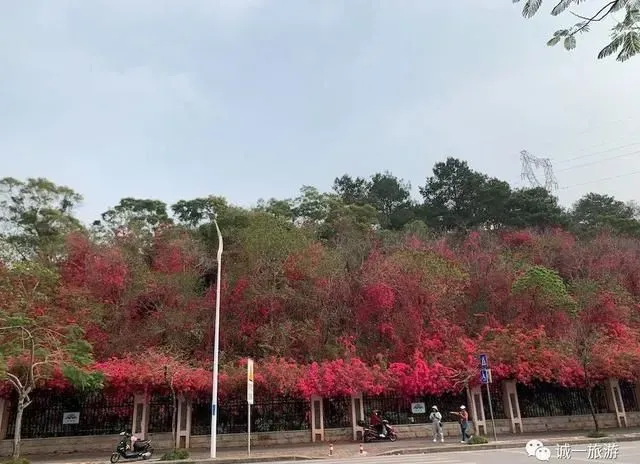 一起走花路吧！紫荆花、花黄风铃木、三角梅，南宁这些路开满鲜花