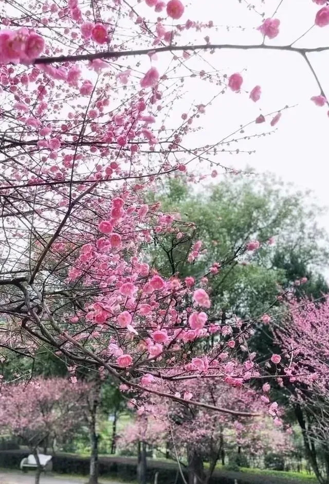 今春，蕉城蝶变花城