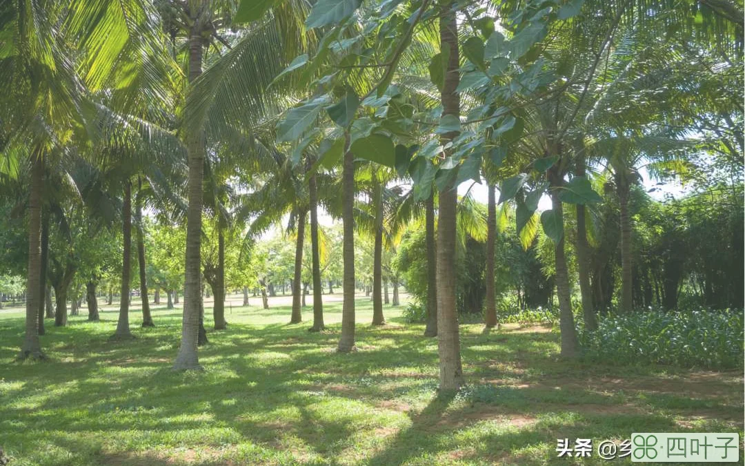 海南旅居，按这条路线玩，钱花得最值！3小时绕海南一圈