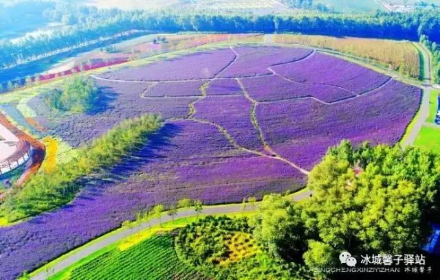 紫烟薰衣草庄园(长山薰衣草彩虹小镇图片)插图(4)