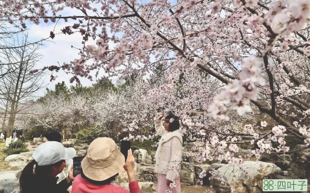 9岁的北京园博园繁花似锦，赏花正当时，山上层层桃李花