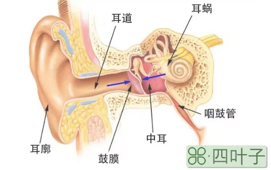 坐飞机耳朵疼怎么办(坐飞机耳鸣耳痛小妙招)