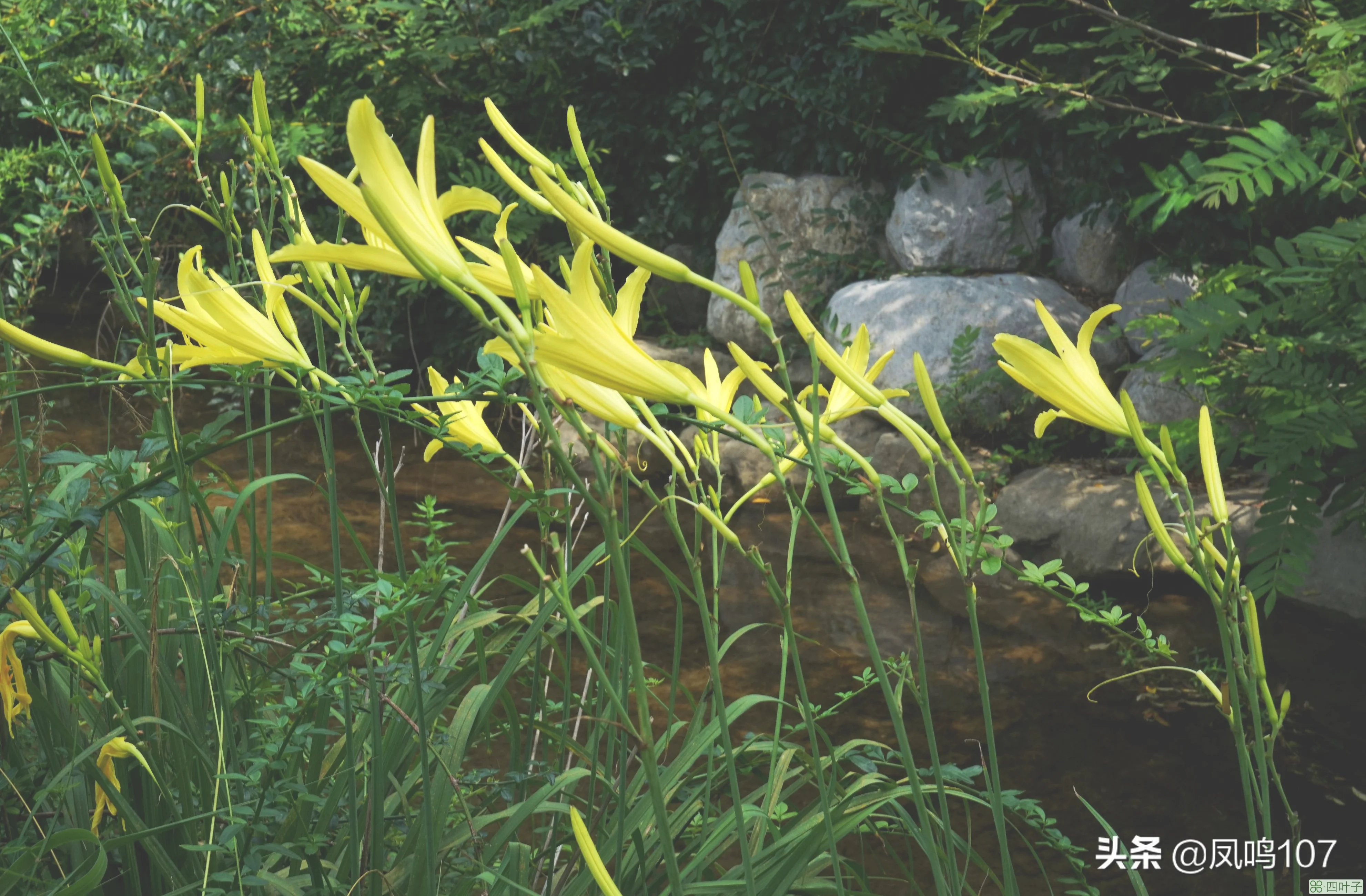 青州黄花溪(青州黄花溪风景区旅游