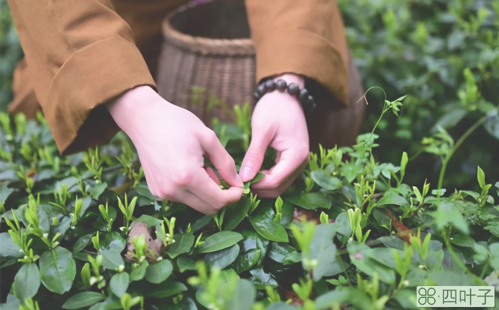 江西庐山盛产什么茶叶(庐山云雾茶详细介绍)插图(3)