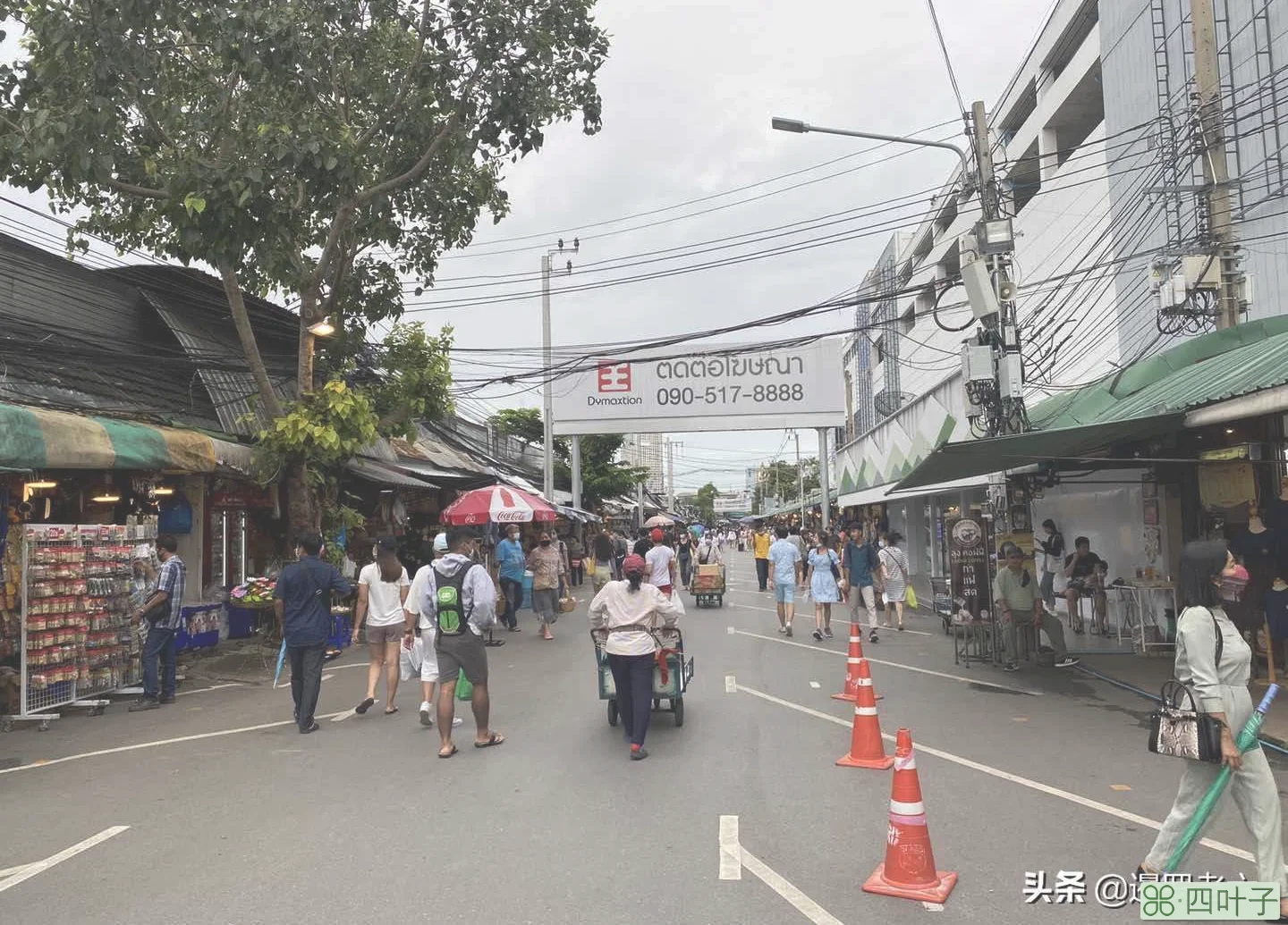 乍都乍周末市场的“宠物区”有谁去过?众多小家伙,别提多可爱了