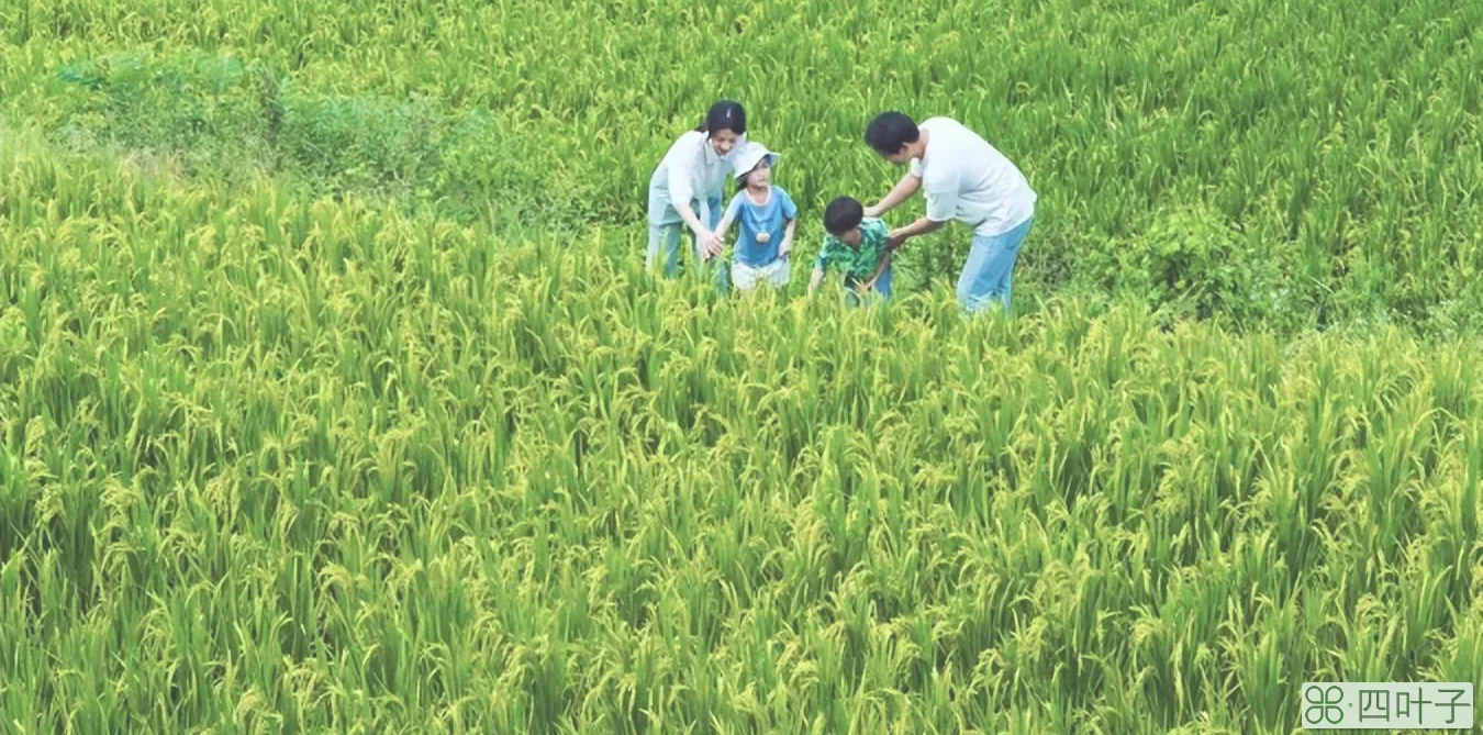 同安竹坝农场(厦门同安竹坝旅游攻略)