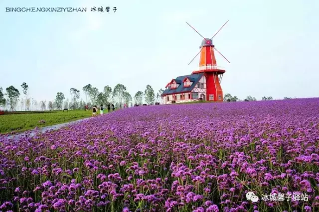 紫烟薰衣草庄园(长山薰衣草彩虹小镇图片)插图(6)