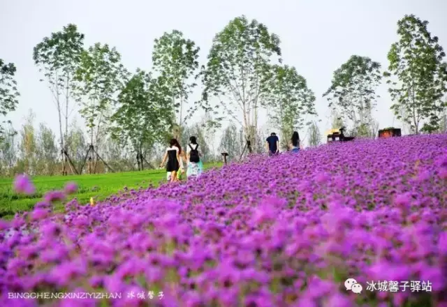 紫烟薰衣草庄园(长山薰衣草彩虹小镇图片)插图(8)