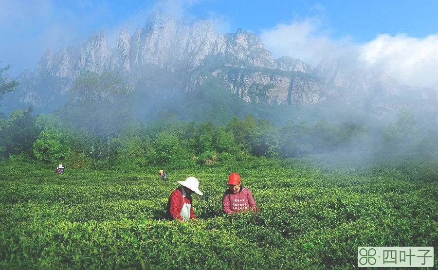 江西庐山盛产什么茶叶(庐山云雾茶详细介绍)插图(6)