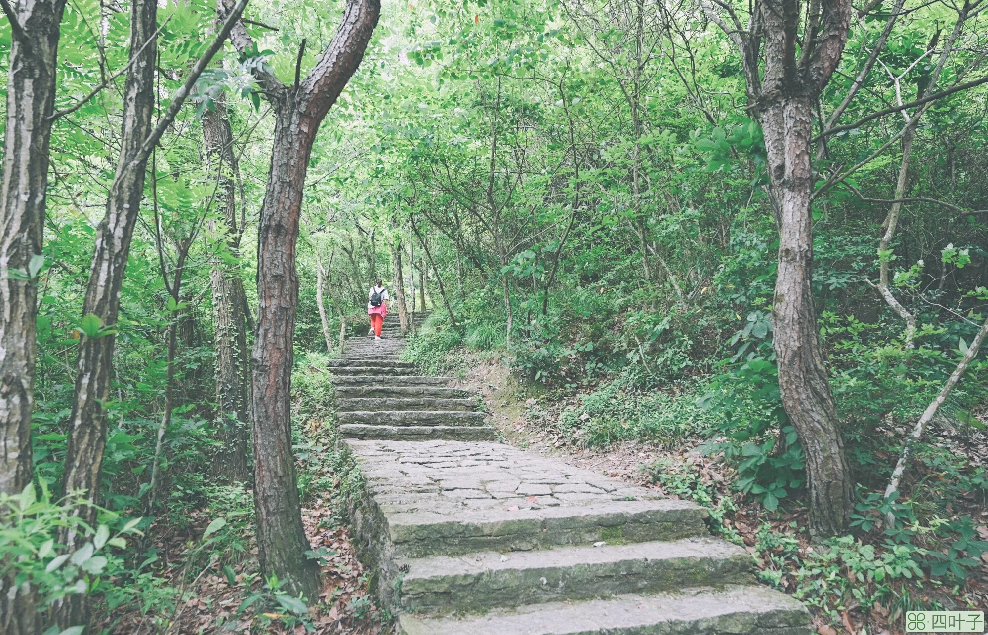 宁海伍山石窟(宁波宁海伍山石窟风景区)插图(3)