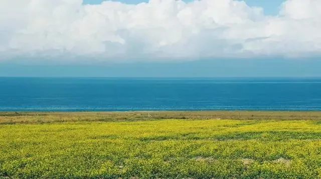 青海湖油菜花什么时候开