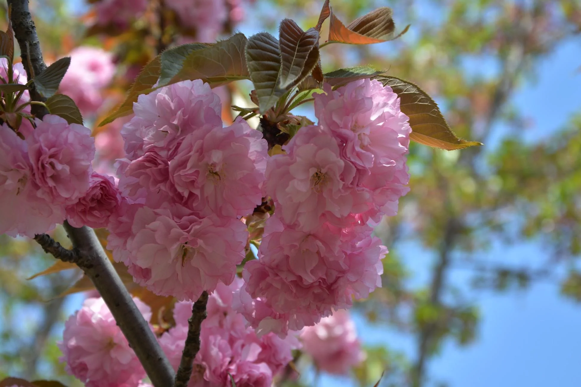 顾村公园樱花时间