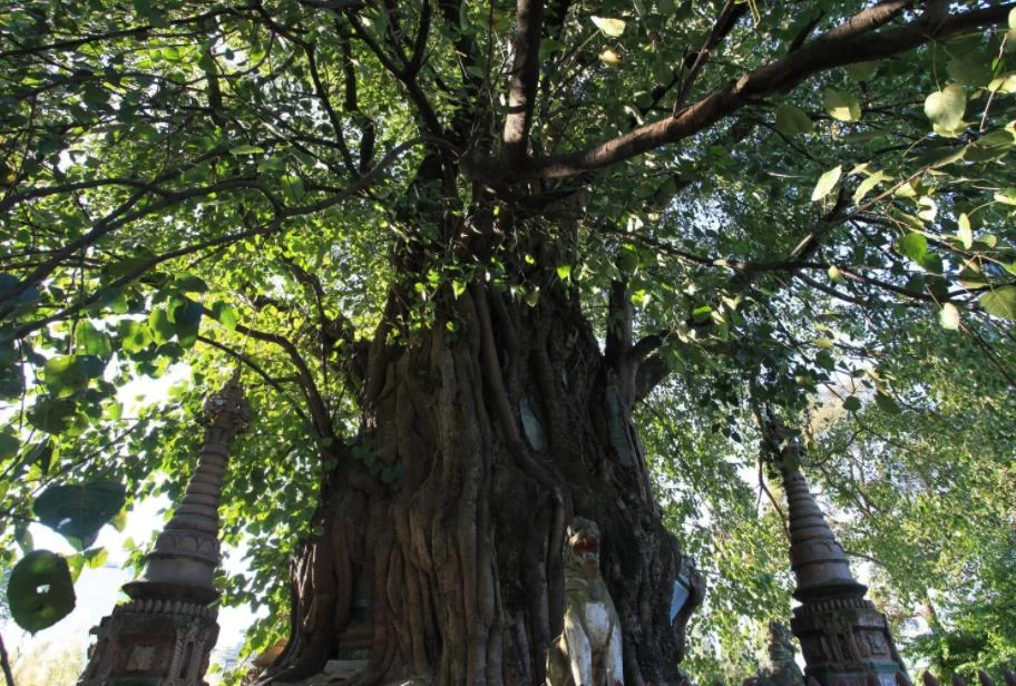 云南芒市海拔高度是多少